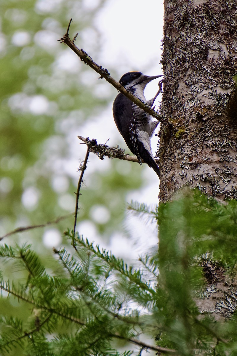 Black-backed Woodpecker - Ava Pun