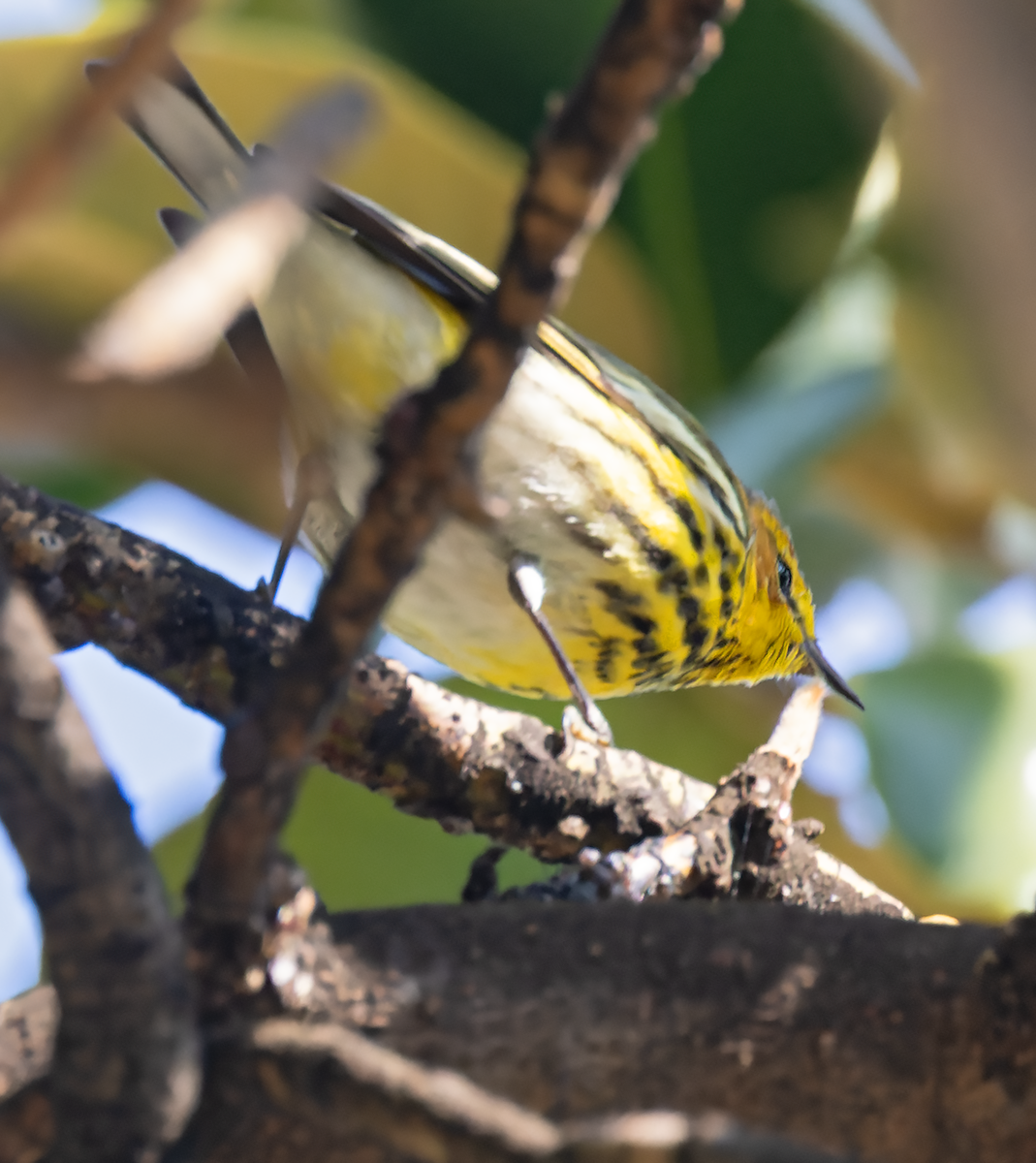 Cape May Warbler - ML618119821