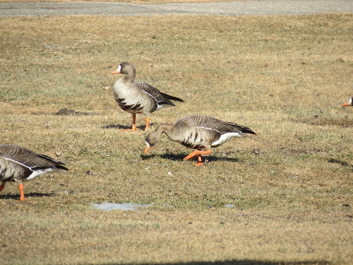 Greater White-fronted Goose - Balec family