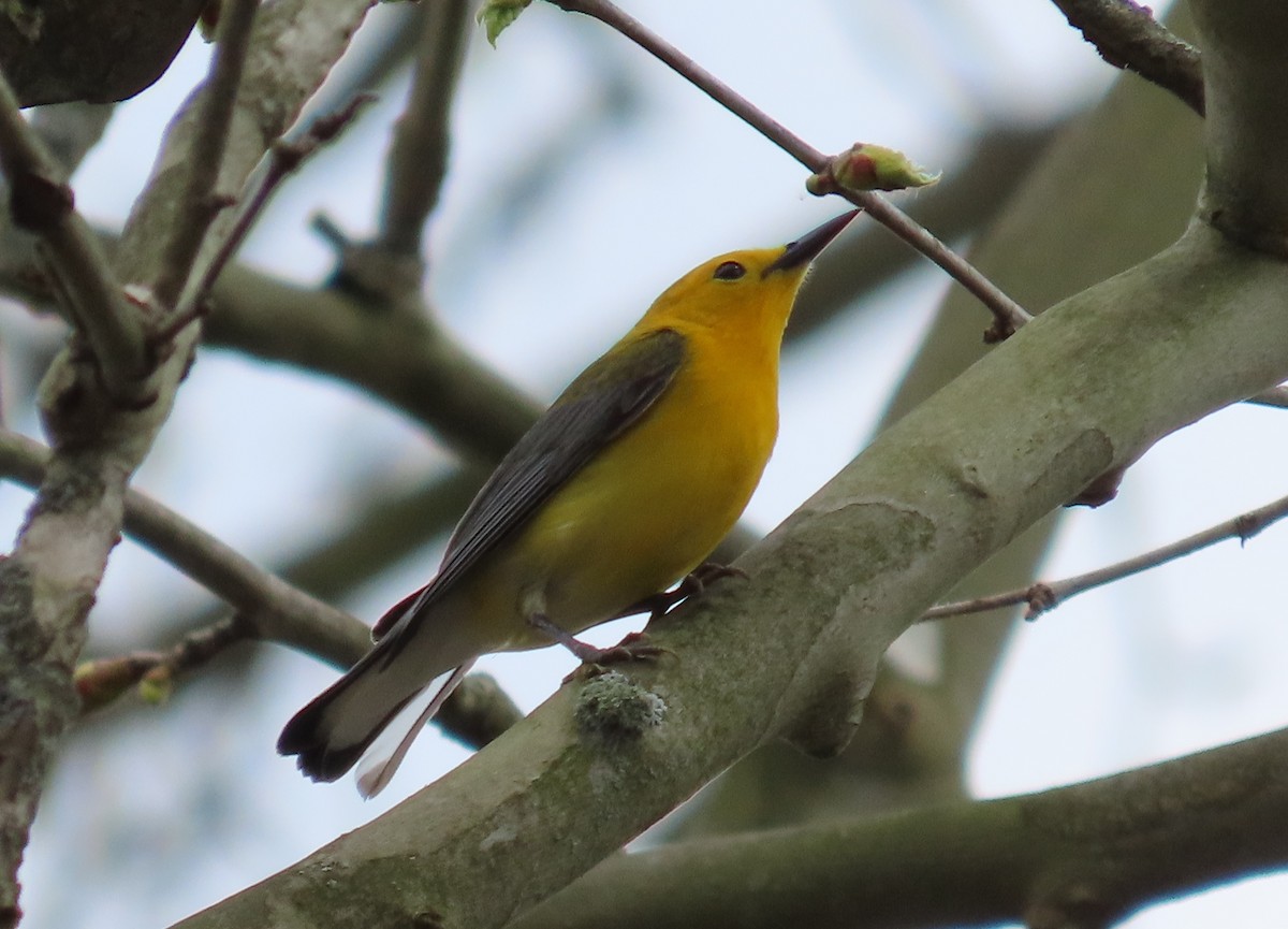 Prothonotary Warbler - ML618119881