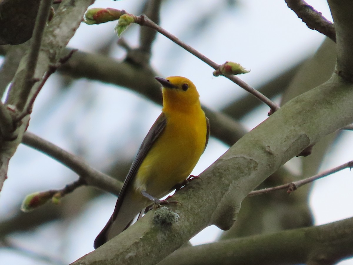 Prothonotary Warbler - ML618119882