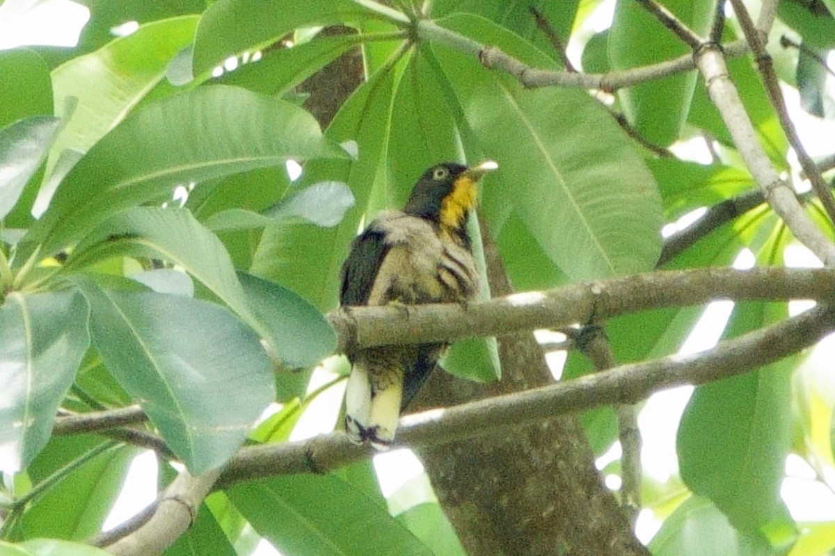 Yellow-throated Cuckoo - ML618119906