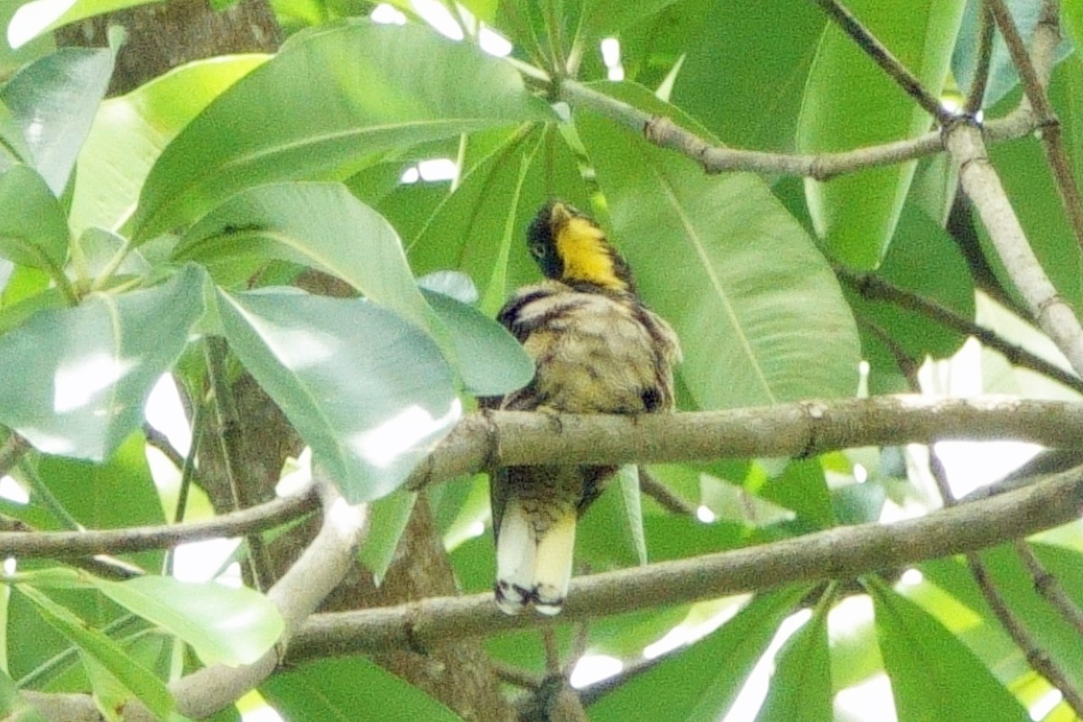 Yellow-throated Cuckoo - ML618119907