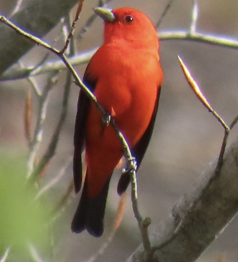 Scarlet Tanager - ML618119908