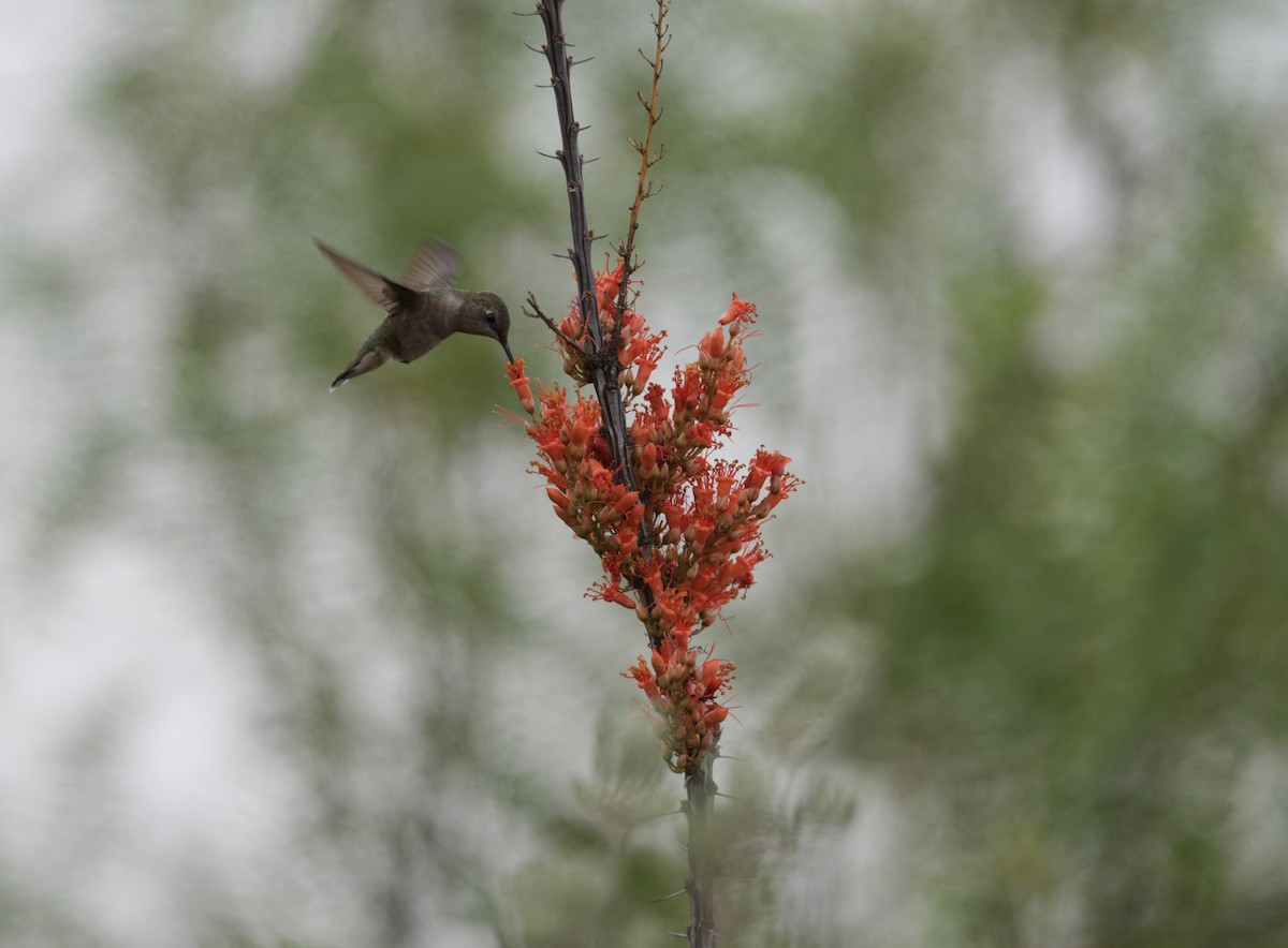 Black-chinned Hummingbird - ML618119920