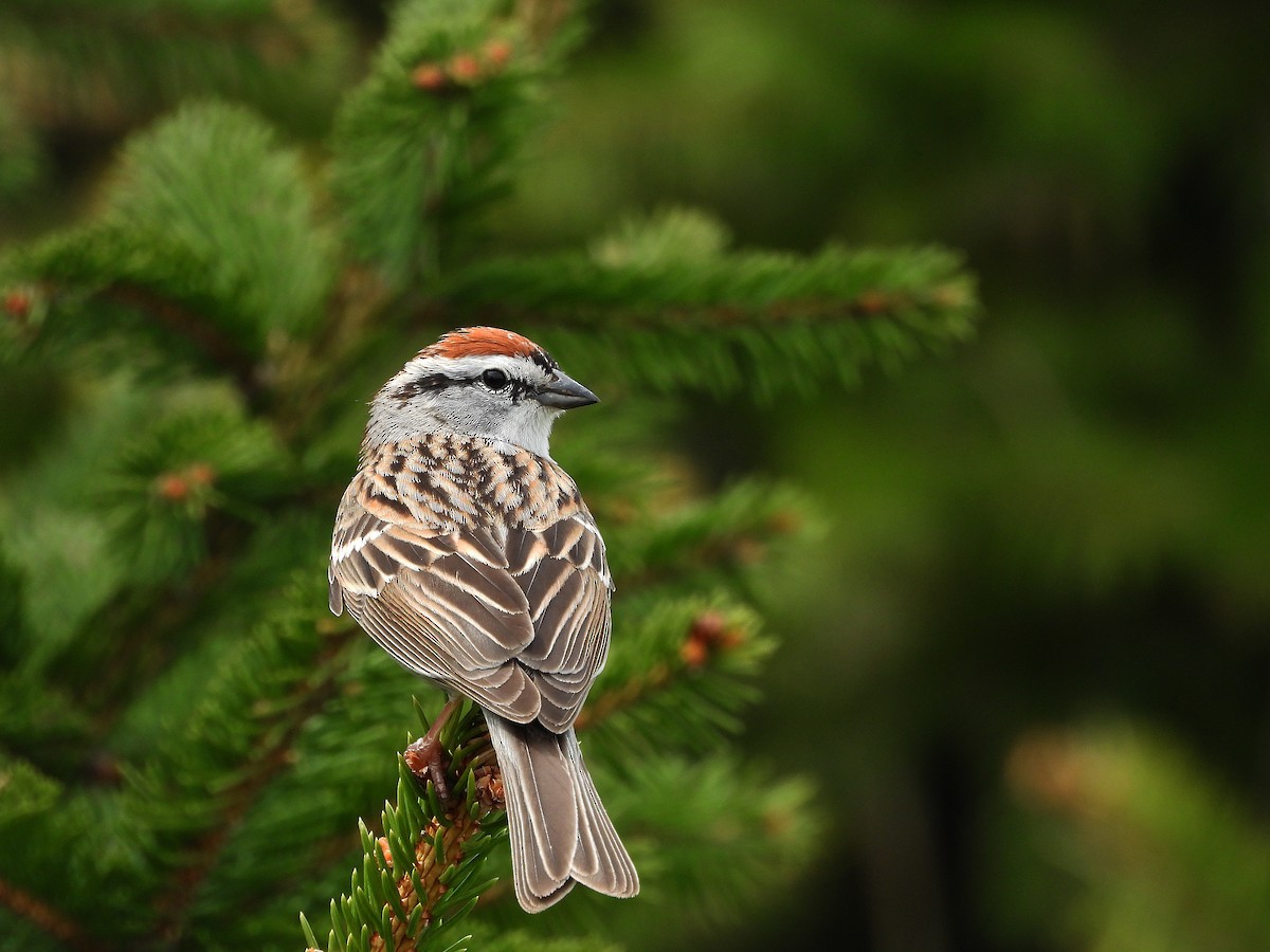 Chipping Sparrow - ML618119943