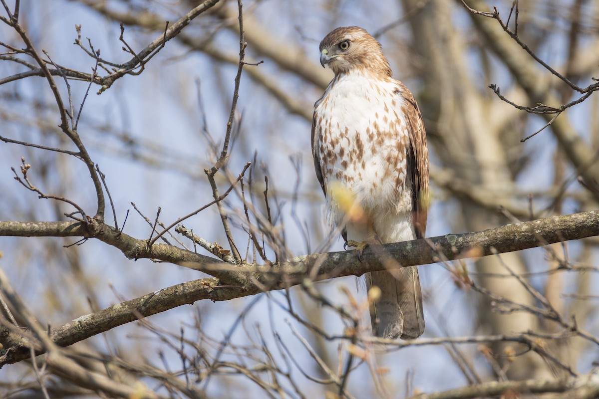 Red-tailed Hawk - ML618119956
