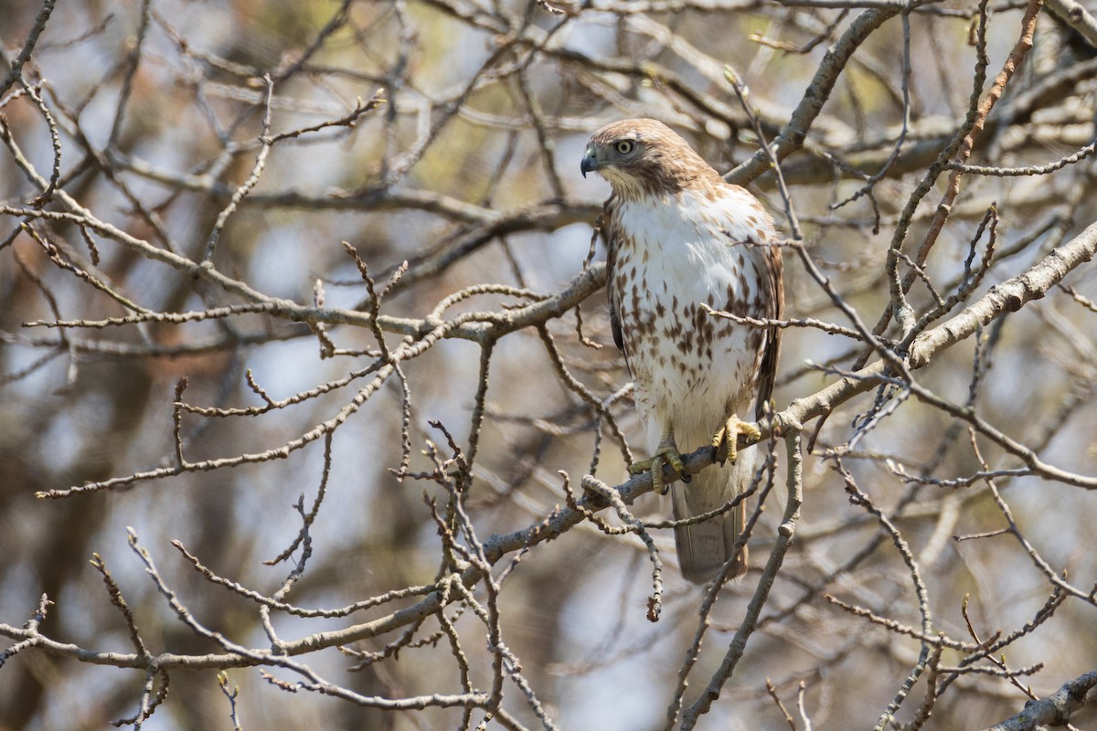 Red-tailed Hawk - ML618119957