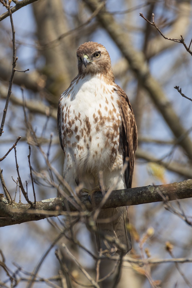 Red-tailed Hawk - ML618119958