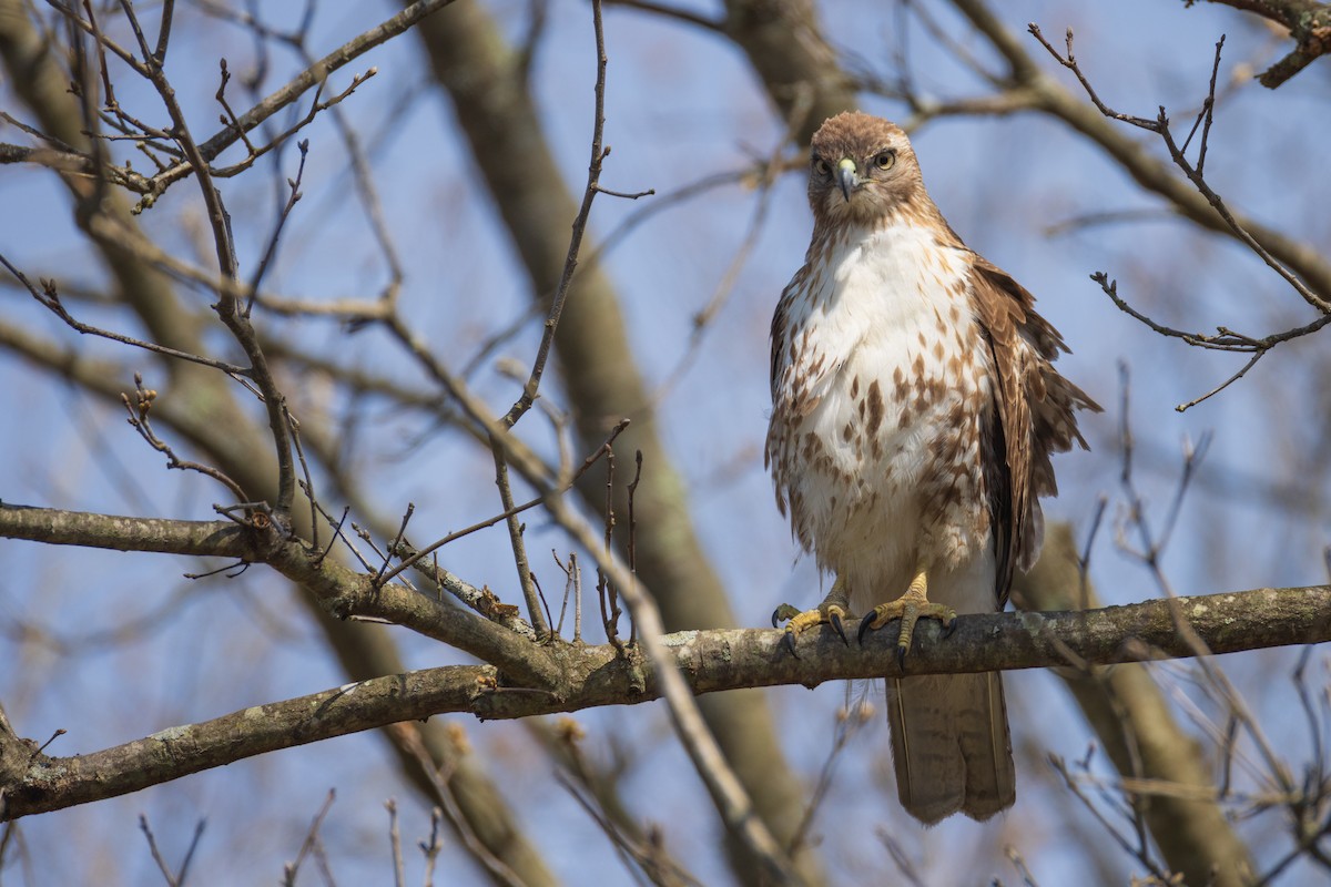Red-tailed Hawk - ML618119959