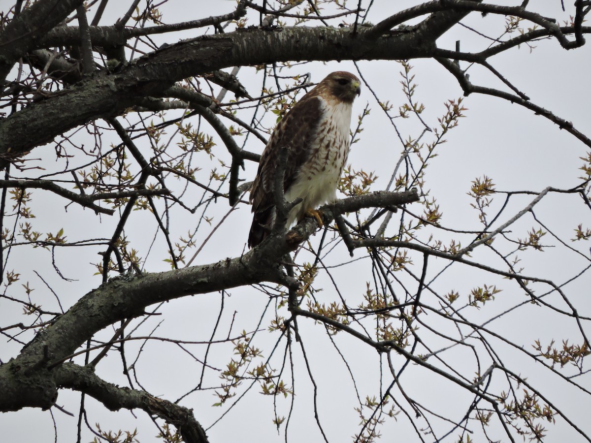 Red-tailed Hawk - ML618119963
