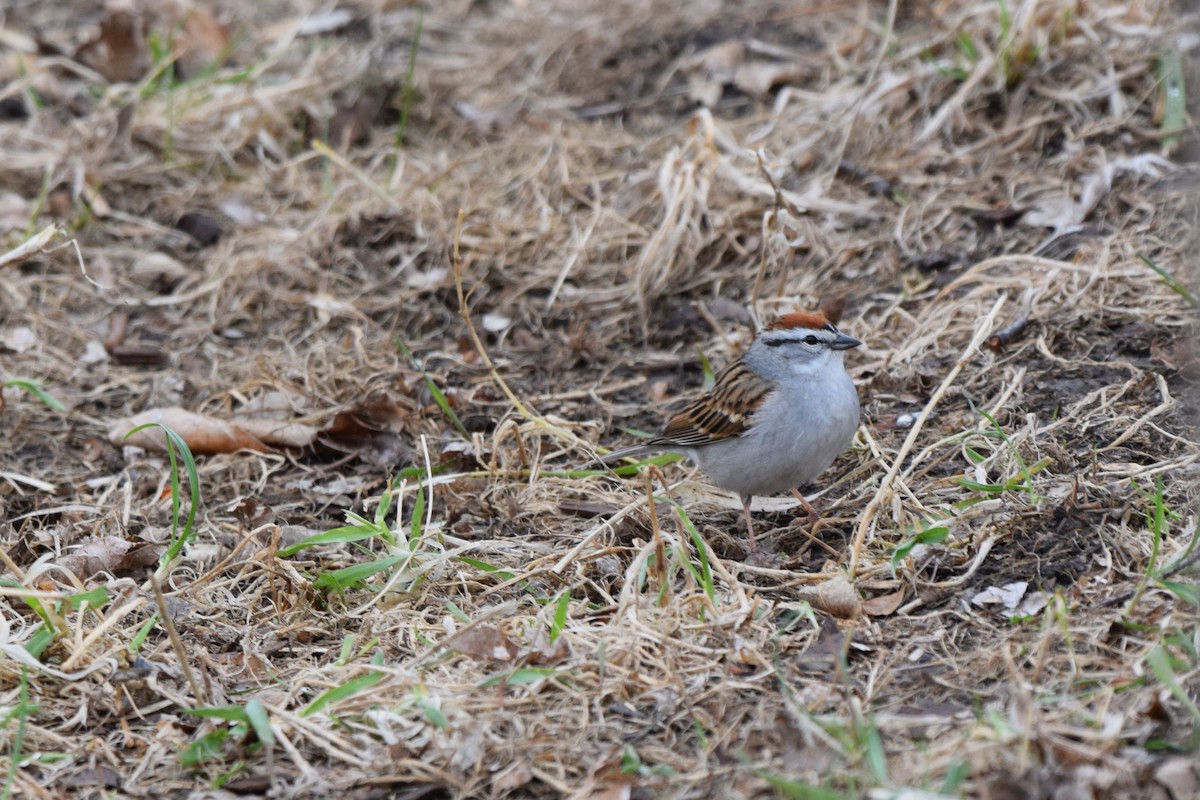 Chipping Sparrow - Pete Fehr