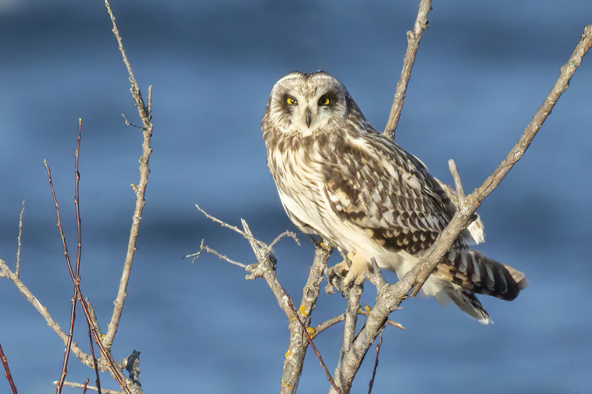 Short-eared Owl - Maurice Pitre