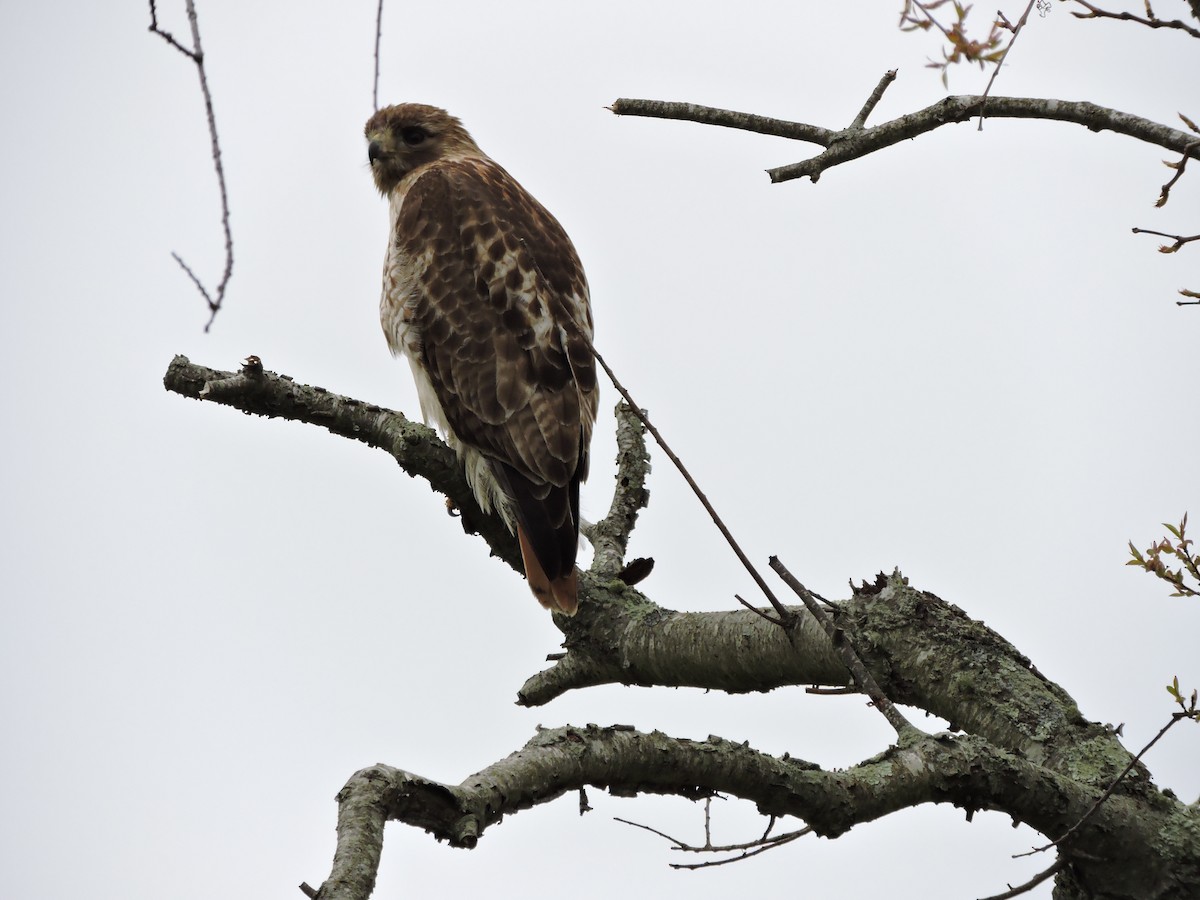 Red-tailed Hawk - ML618119984