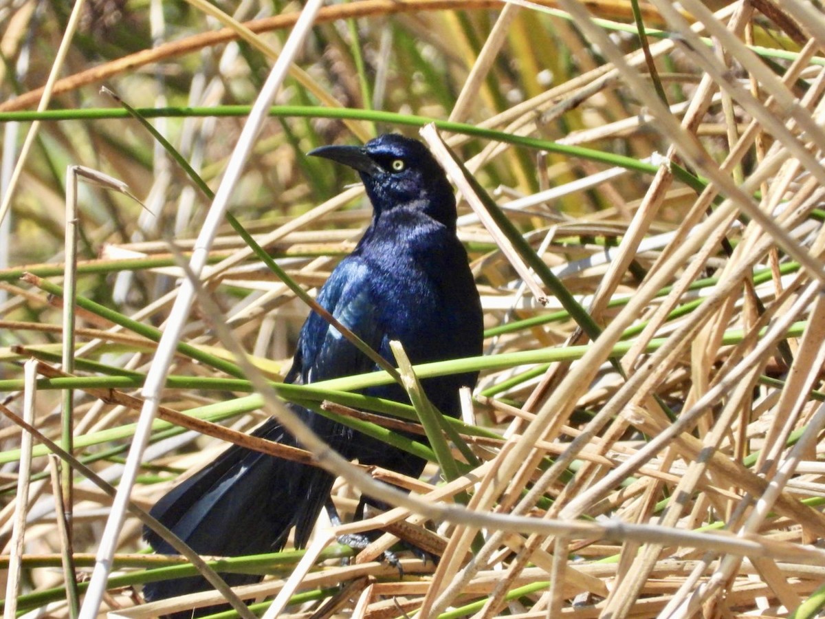 Great-tailed Grackle - Della Bossart