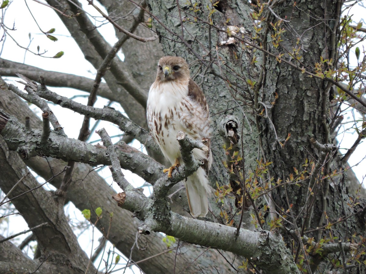 Red-tailed Hawk - ML618119994