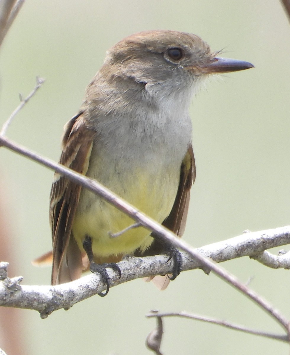 Nutting's Flycatcher - Caley Thomas