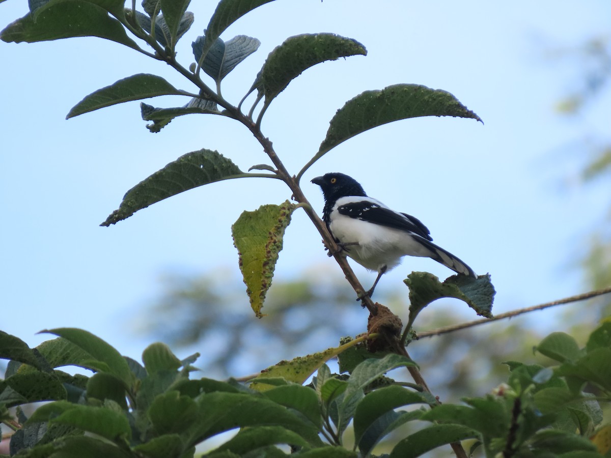 Magpie Tanager - ML618120051