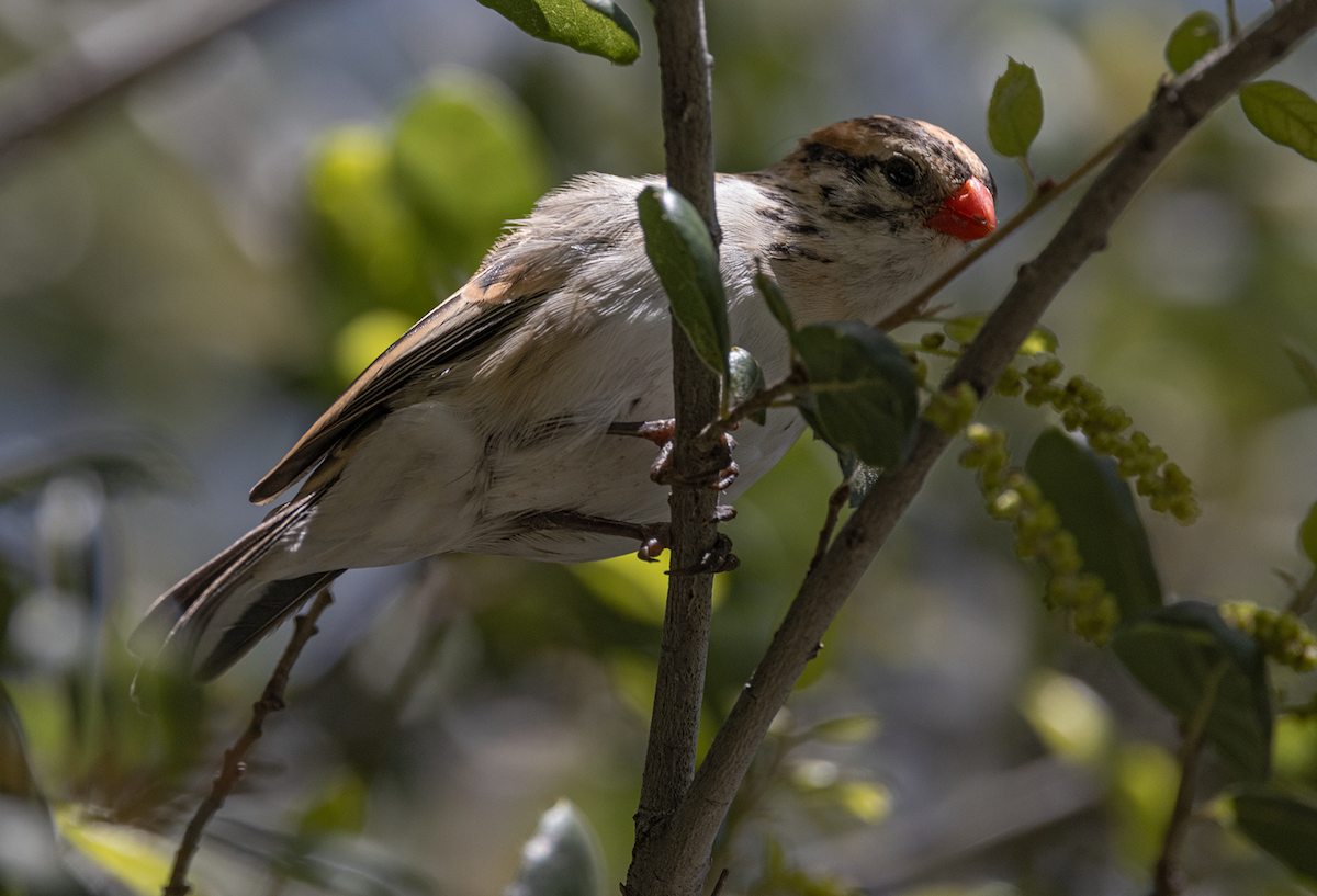 Pin-tailed Whydah - ML618120094