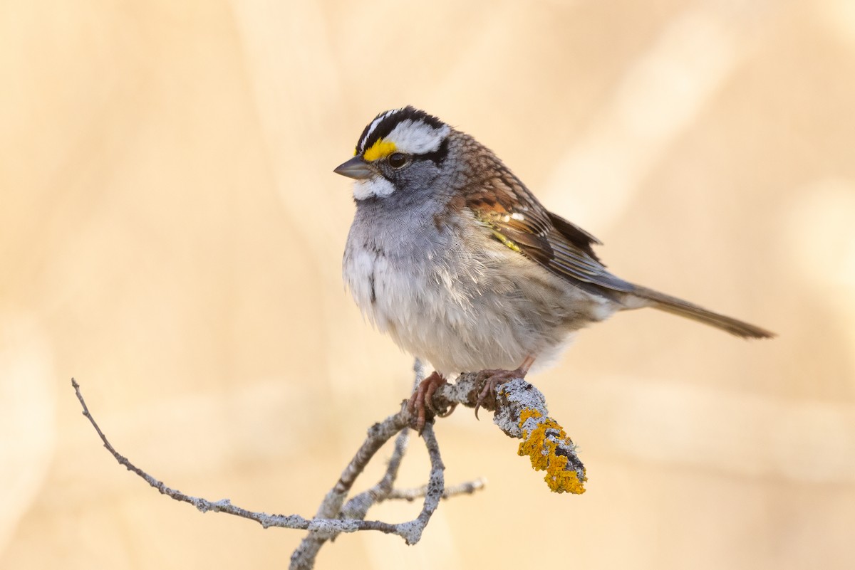 White-throated Sparrow - ML618120099