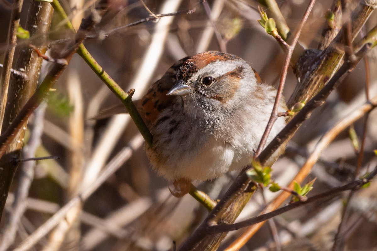 Swamp Sparrow - ML618120114