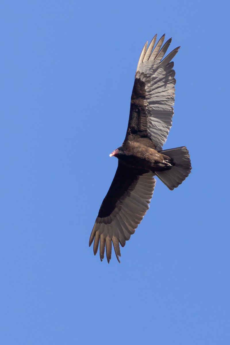 Turkey Vulture - Lyall Bouchard