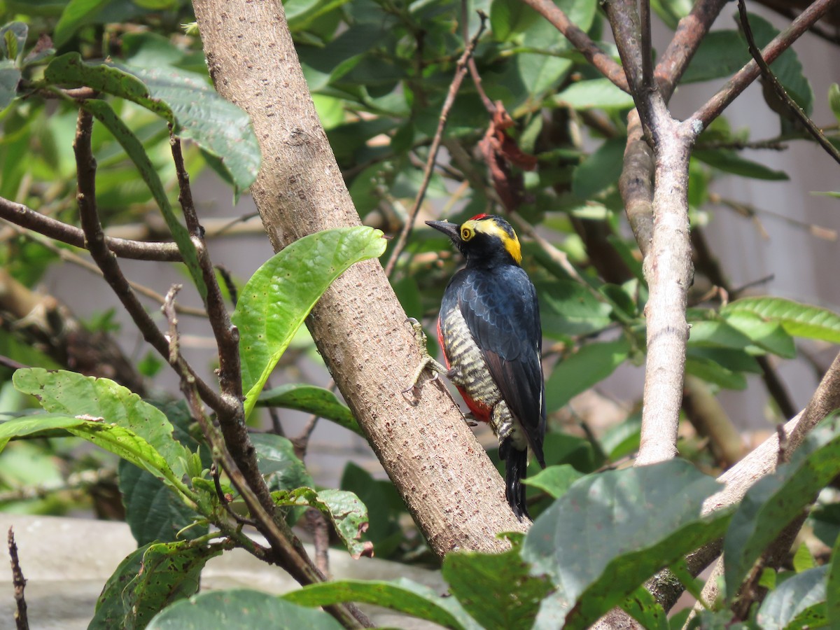 Yellow-tufted Woodpecker - ML618120174
