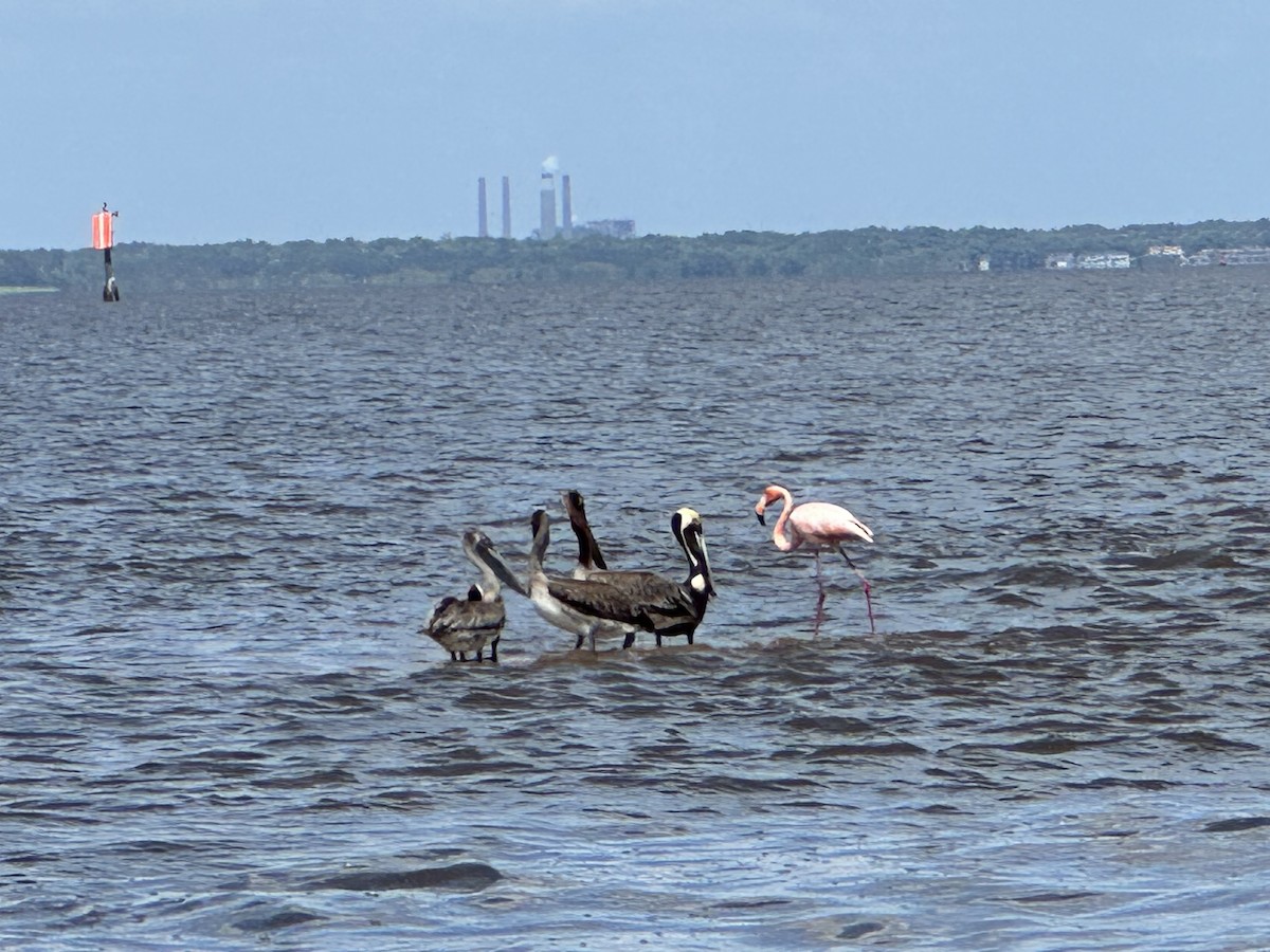 Amerika Flamingosu - ML618120220
