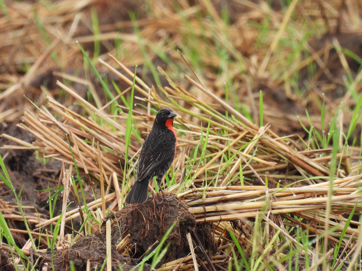 Red-breasted Meadowlark - ML618120227