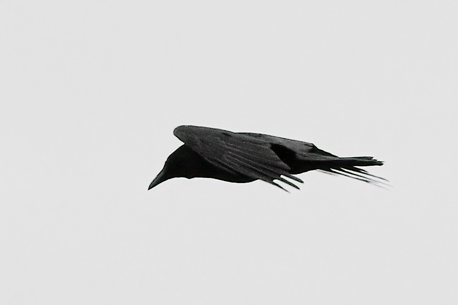 Common Raven - Gary Jarvis