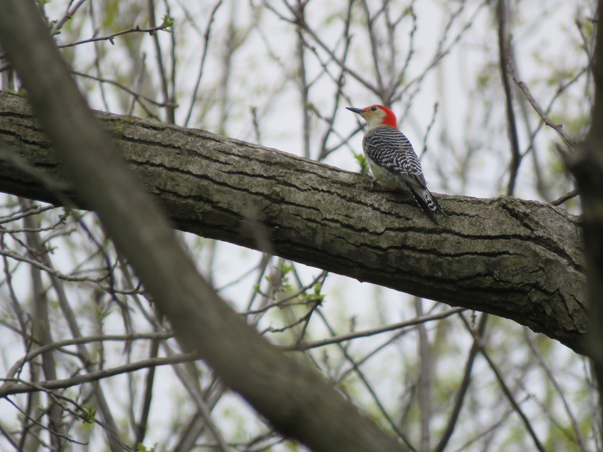 Red-bellied Woodpecker - Jocelyn Hennin