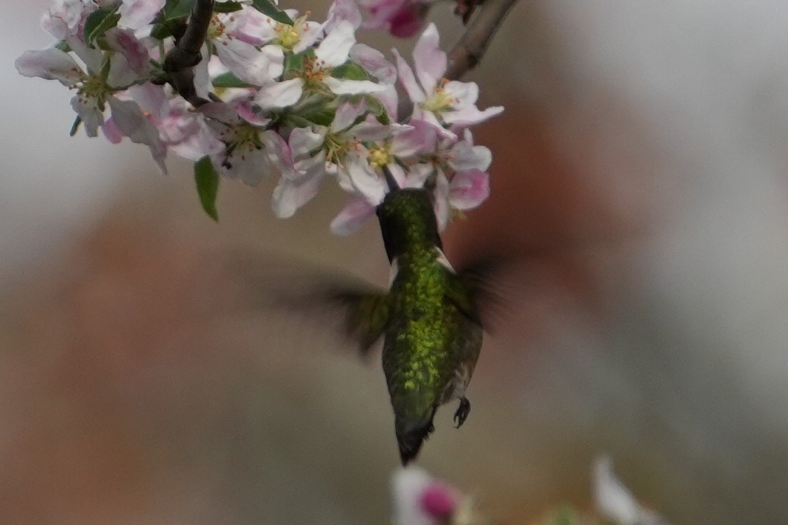 Ruby-throated Hummingbird - ML618120292