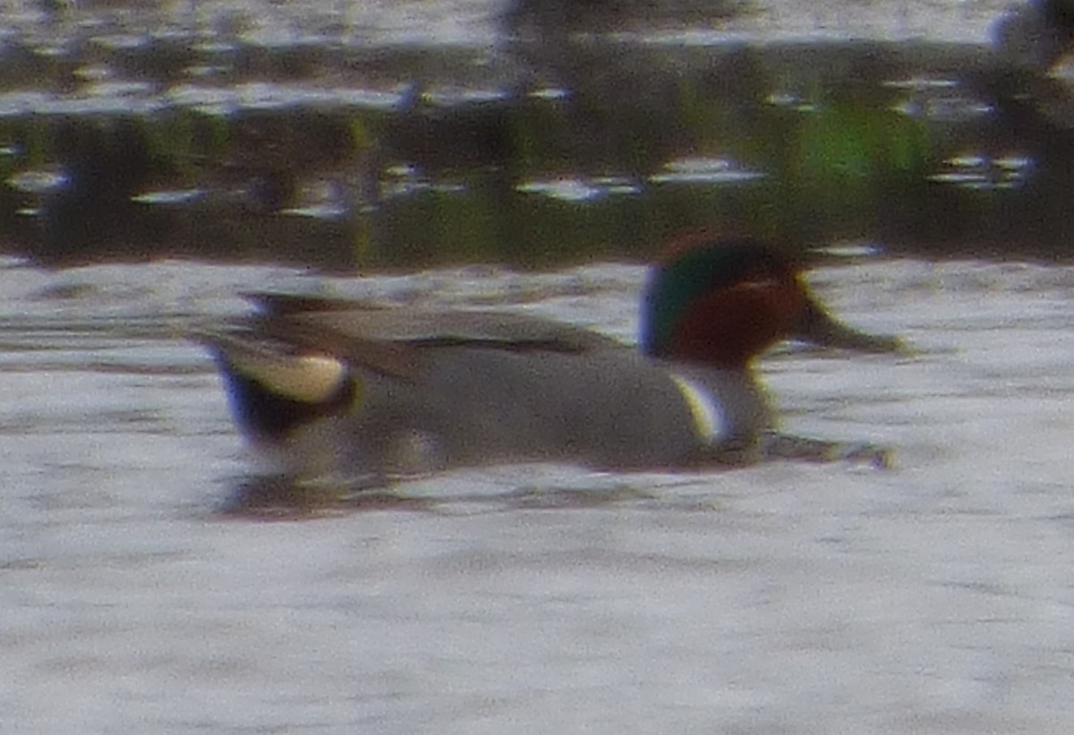 Green-winged Teal - ML618120296