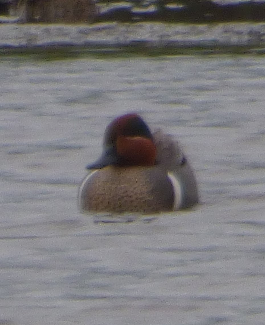 Green-winged Teal - ML618120297