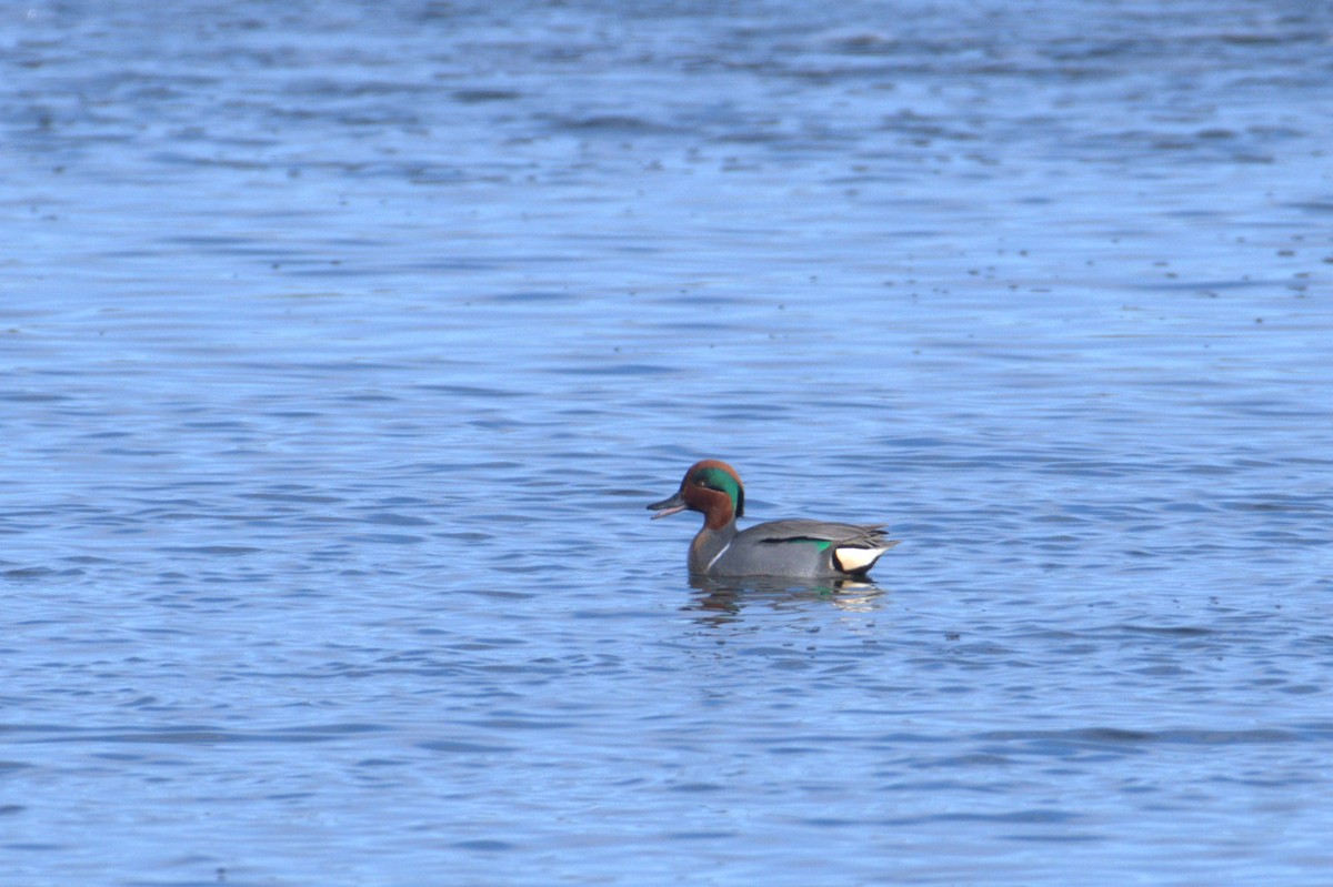 Green-winged Teal - ML618120310