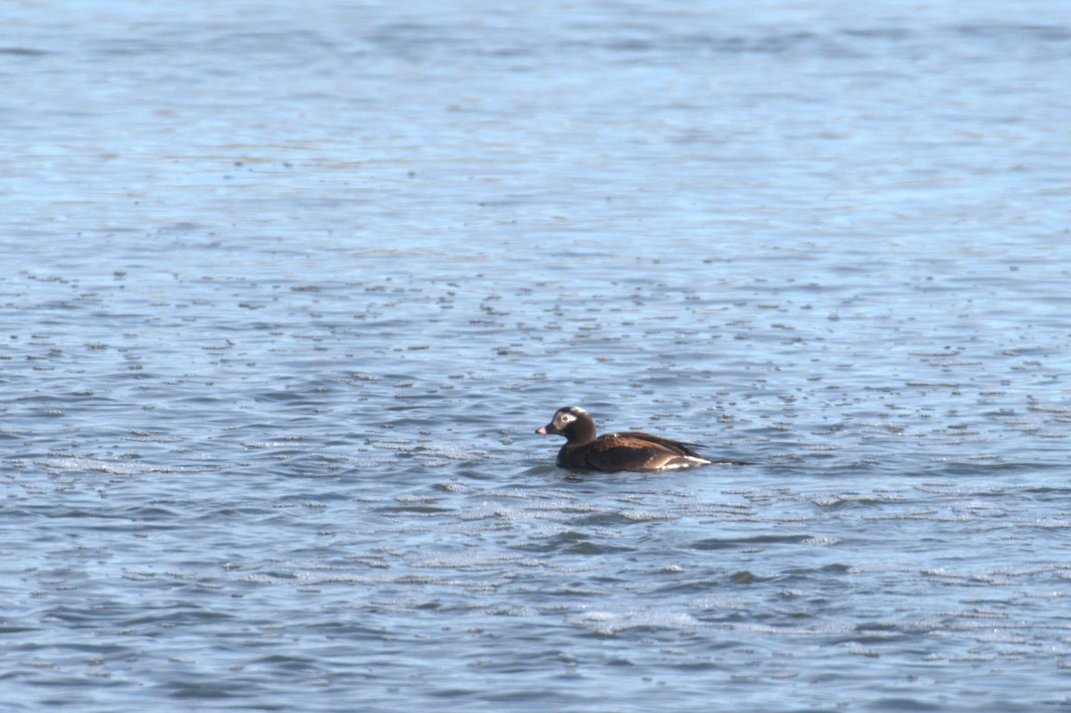 Long-tailed Duck - ML618120333