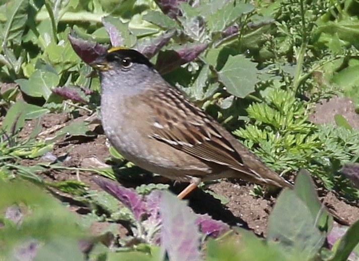 Golden-crowned Sparrow - ML618120355