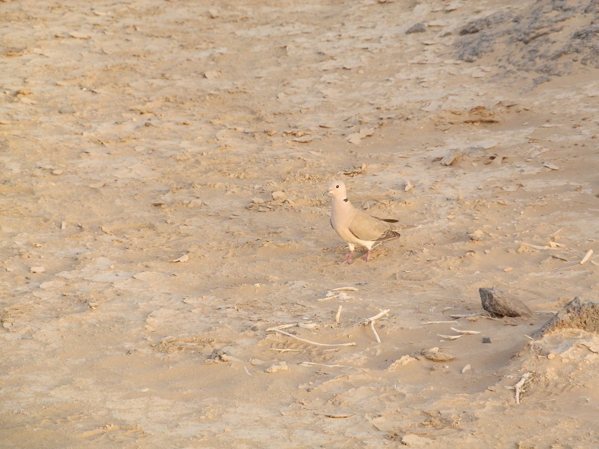 African Collared-Dove - ML618120358