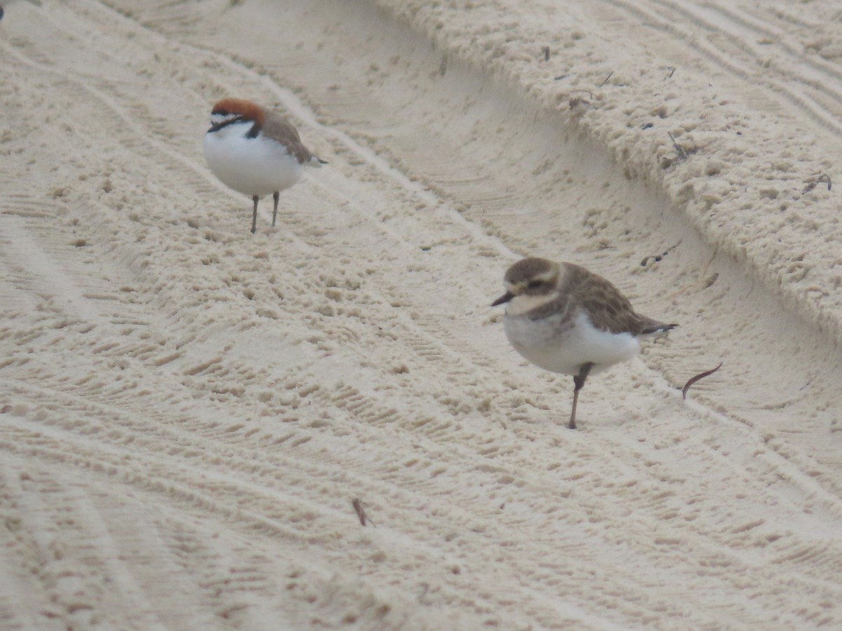 Red-capped Plover - ML618120372