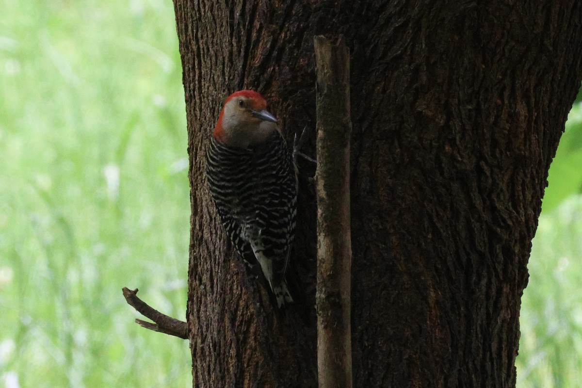 Red-bellied Woodpecker - Brian Davis