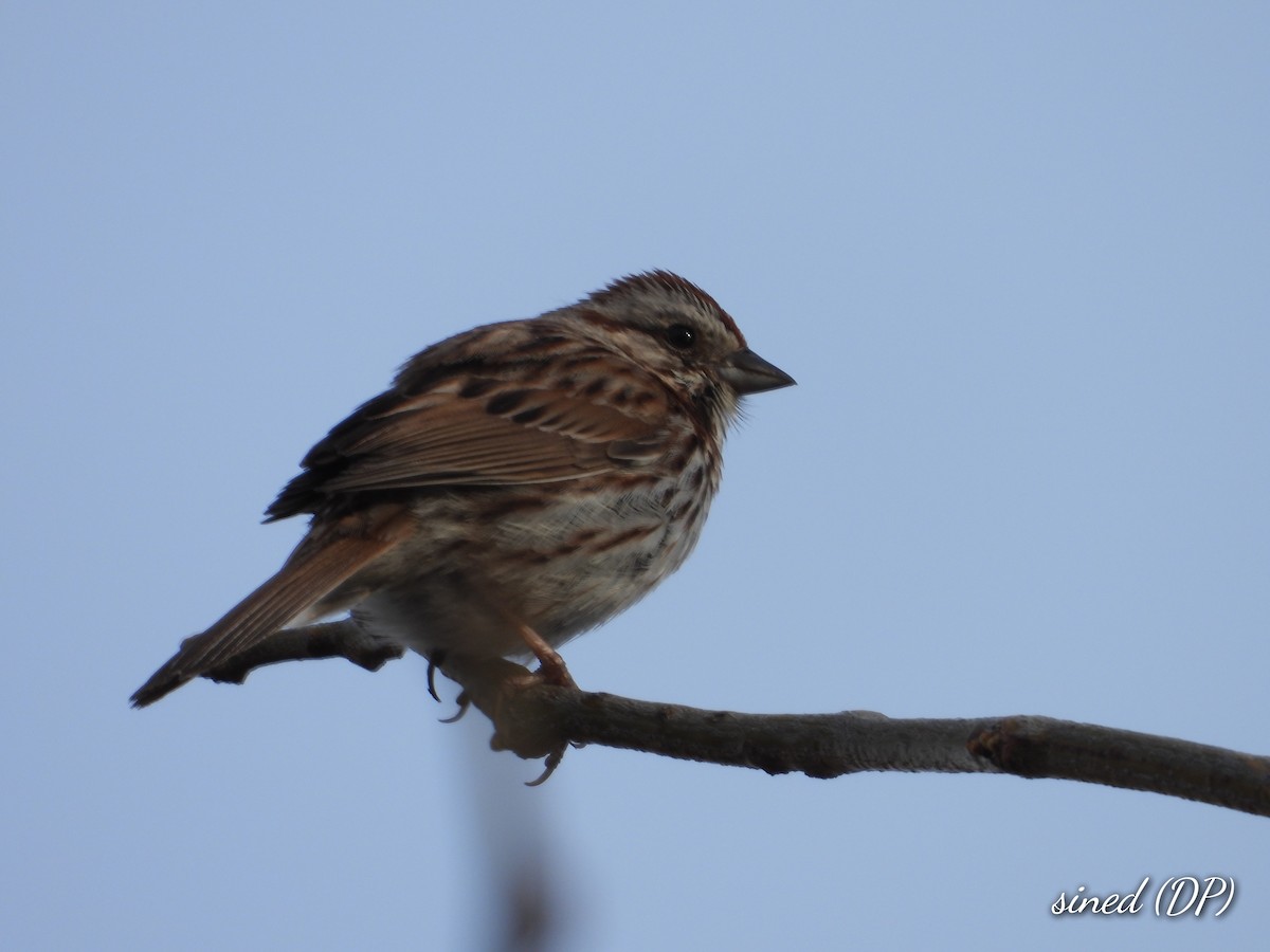 Song Sparrow - Denis Provencher COHL