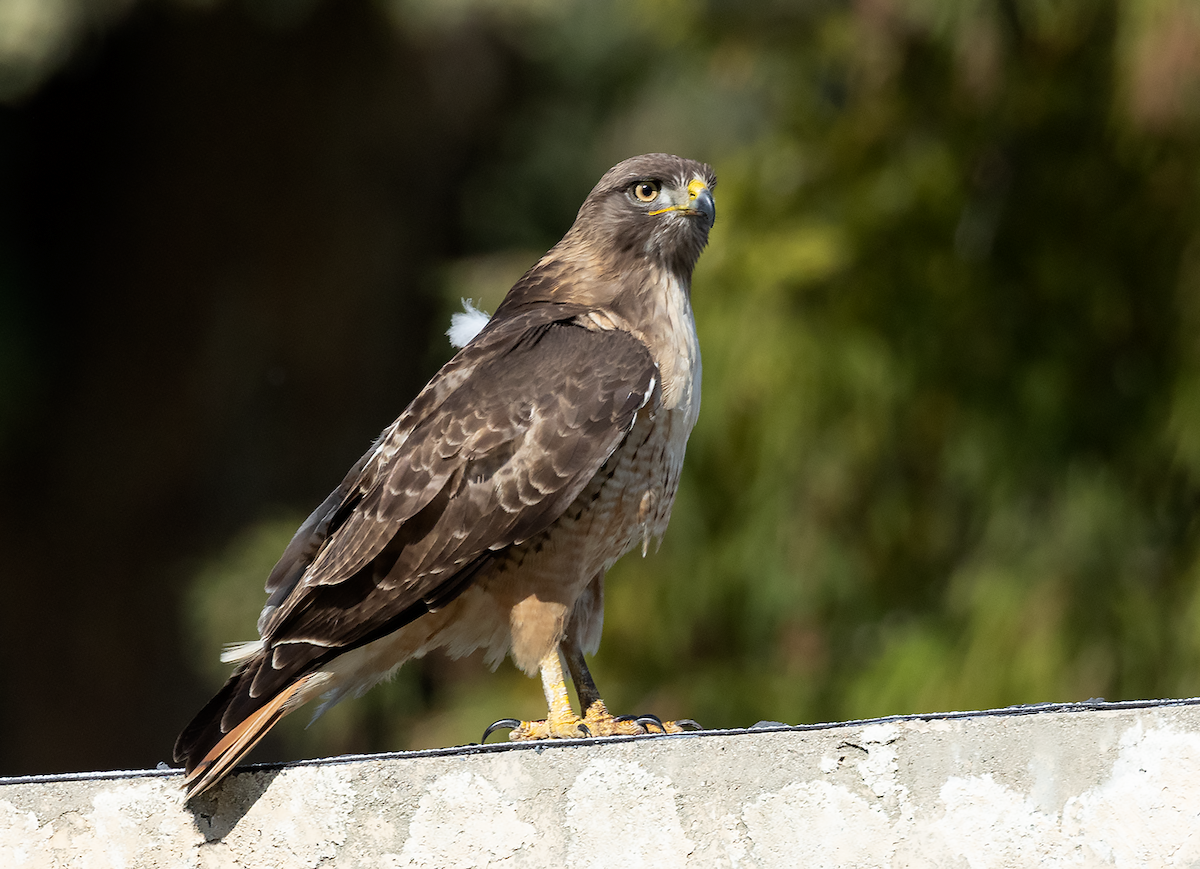 Red-tailed Hawk - ML618120445