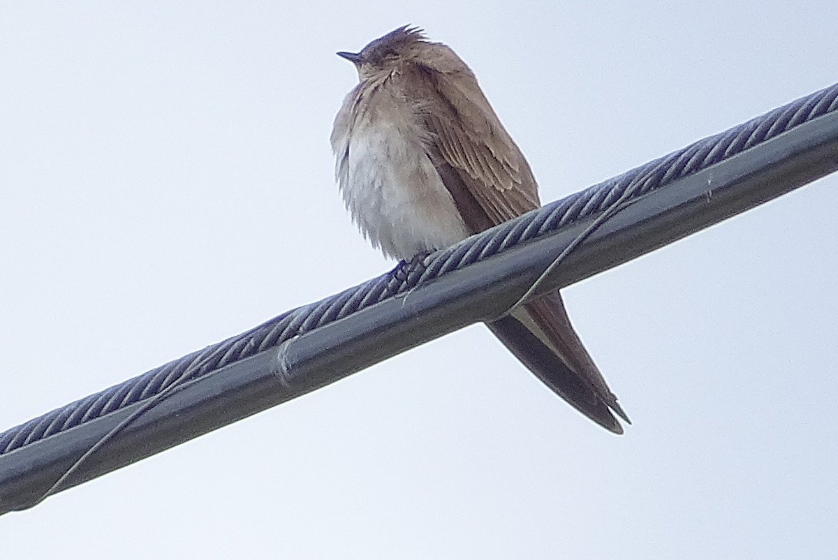 Northern Rough-winged Swallow - John Winton