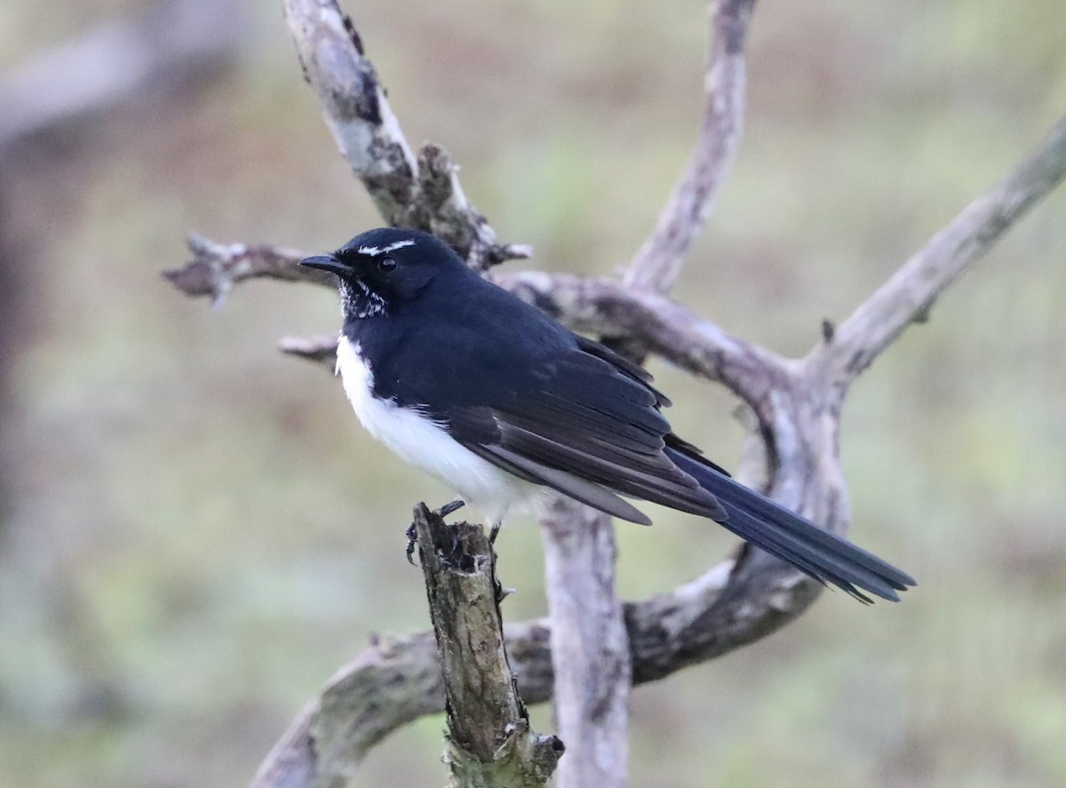 Willie-wagtail - ML618120469