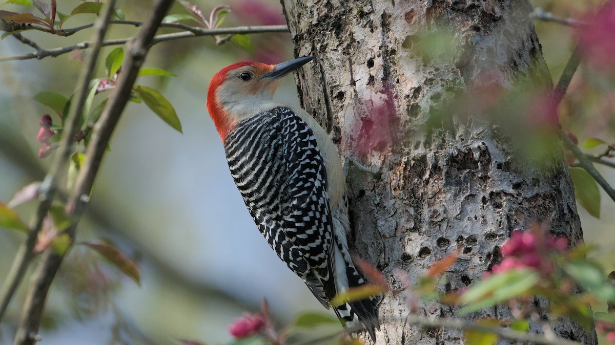 Red-bellied Woodpecker - ML618120496