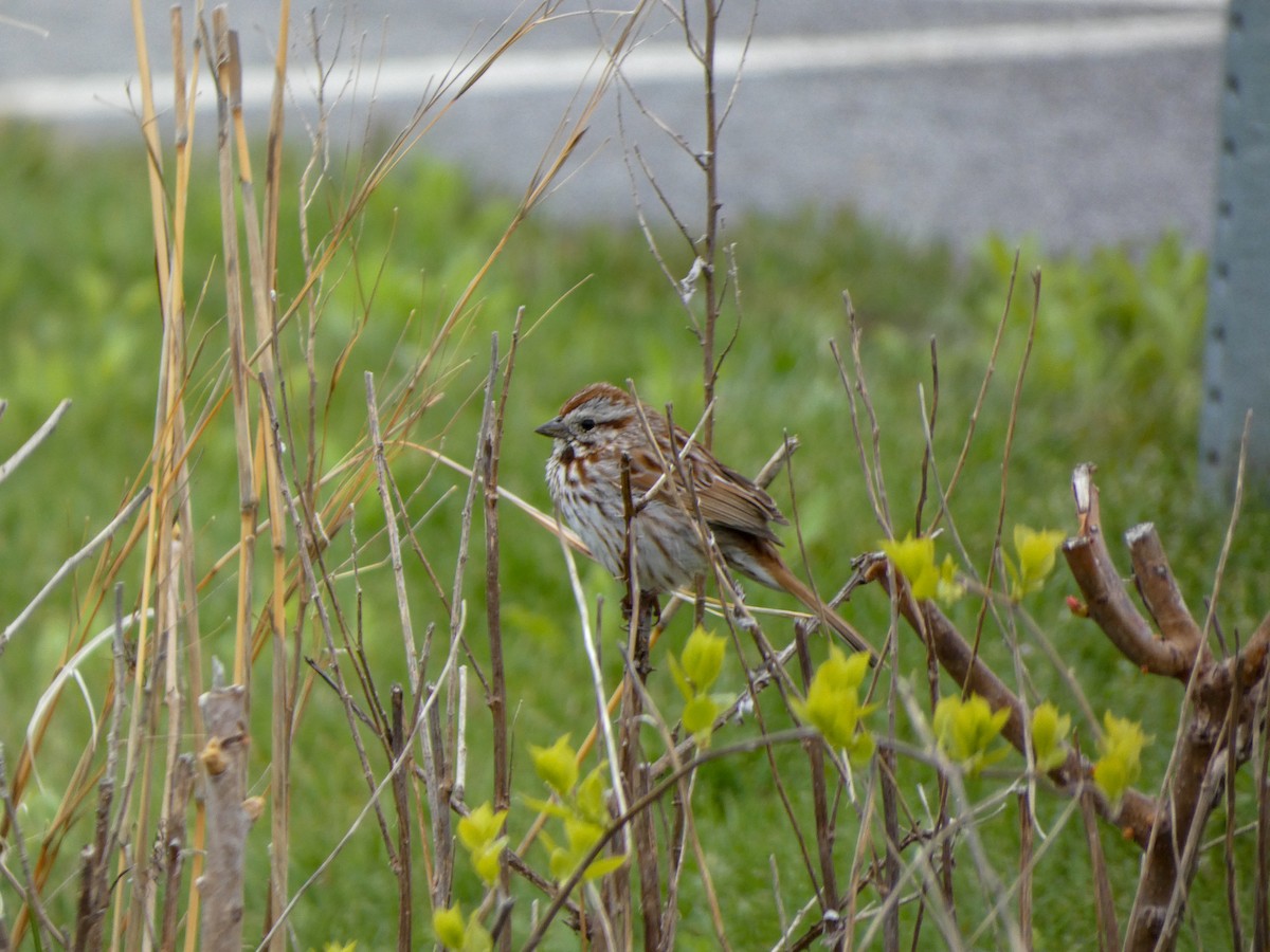 Song Sparrow - Jayme Boucher