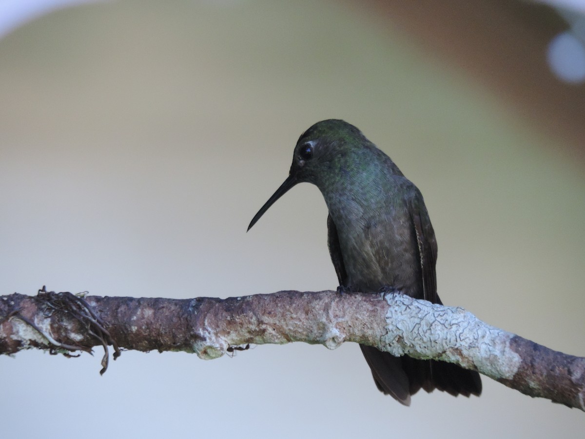 Sombre Hummingbird - Antônio Luís Mendes da Silva Luís Trilha