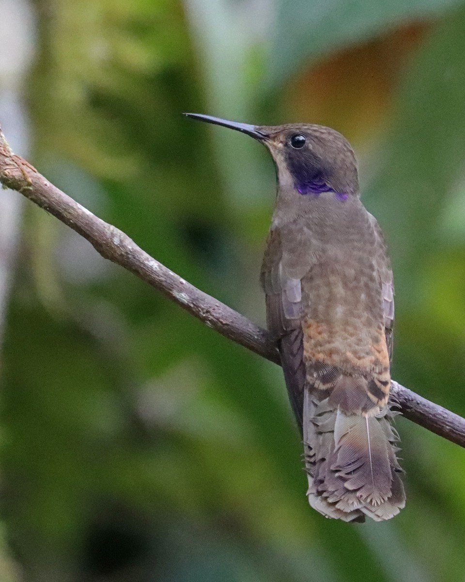 kolibřík fialovouchý - ML618120569