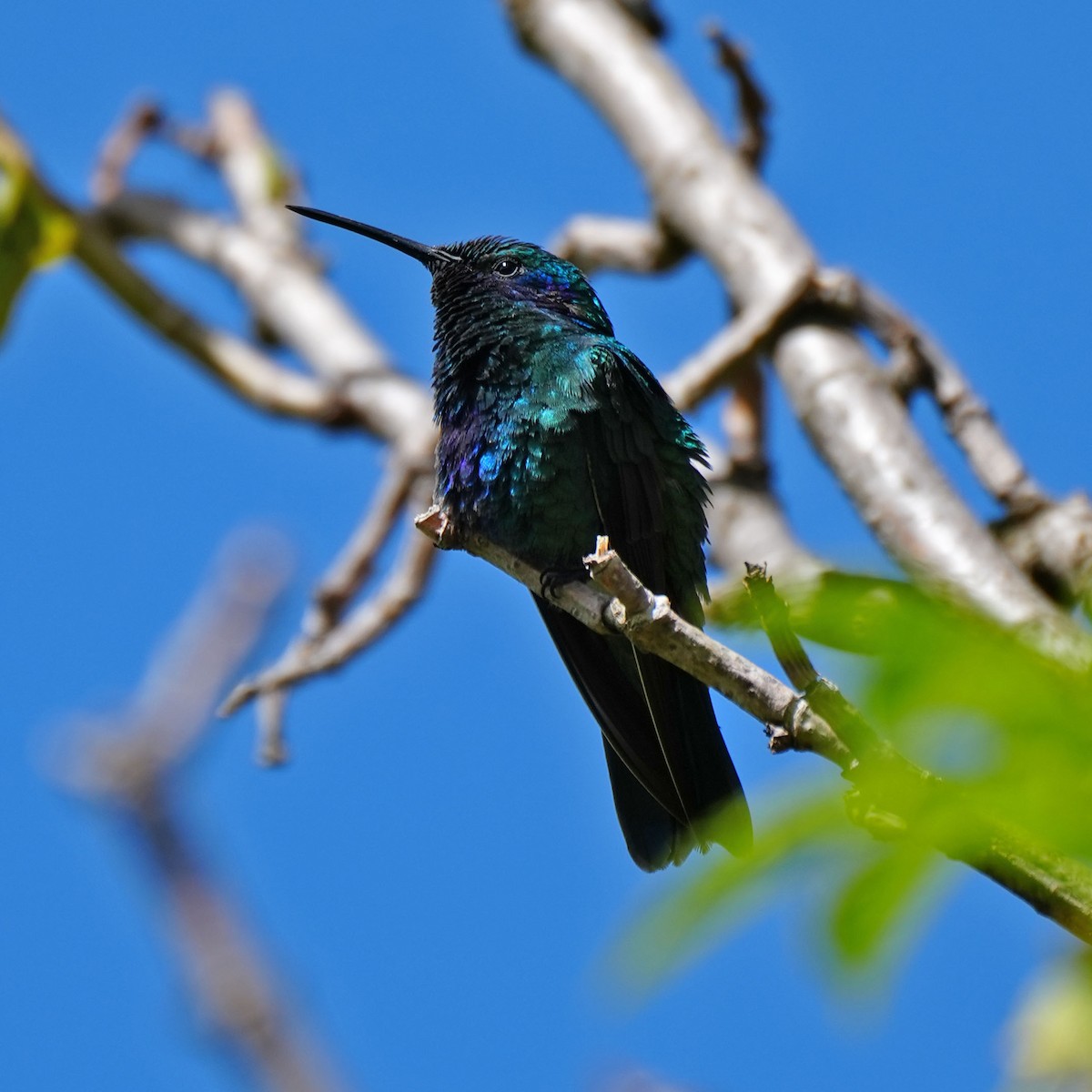 kolibřík modrolící - ML618120570