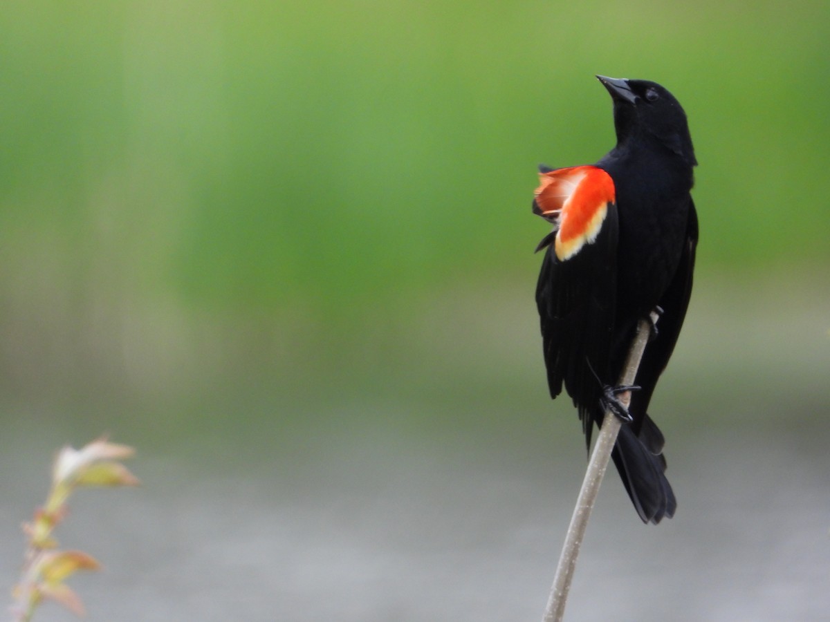 Red-winged Blackbird - Gina Harmeyer